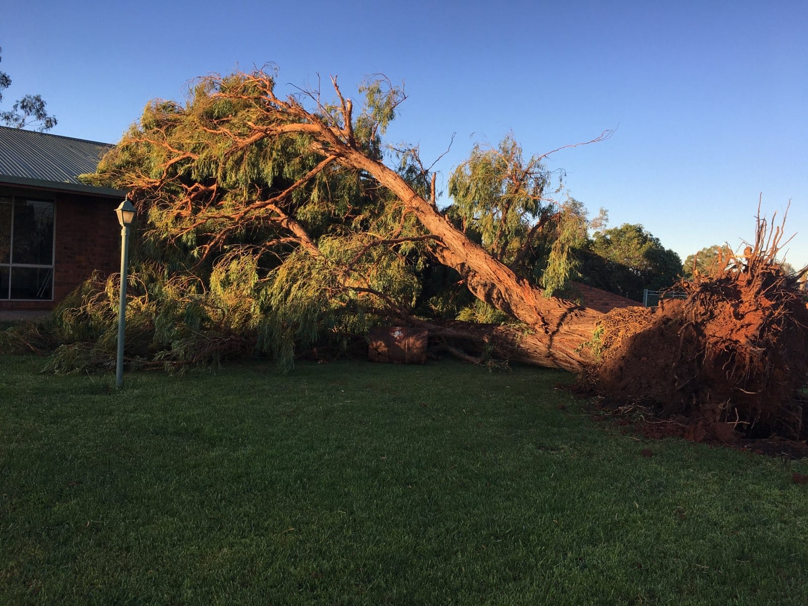 Blown away ... Although brief, the winds were strong enough to uproot this large eucalypt in front of Frank Barbaro’s Berrys road home. 
