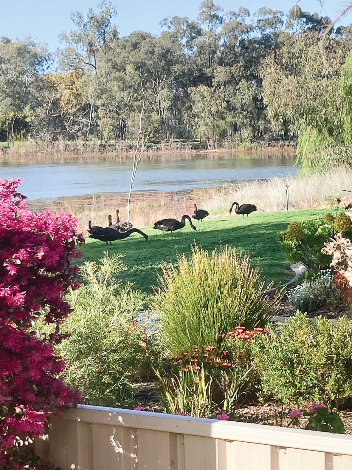 Unexpected... Numurkah is currently home to plenty of black swans who don’t give a single care for the pandemic. 
