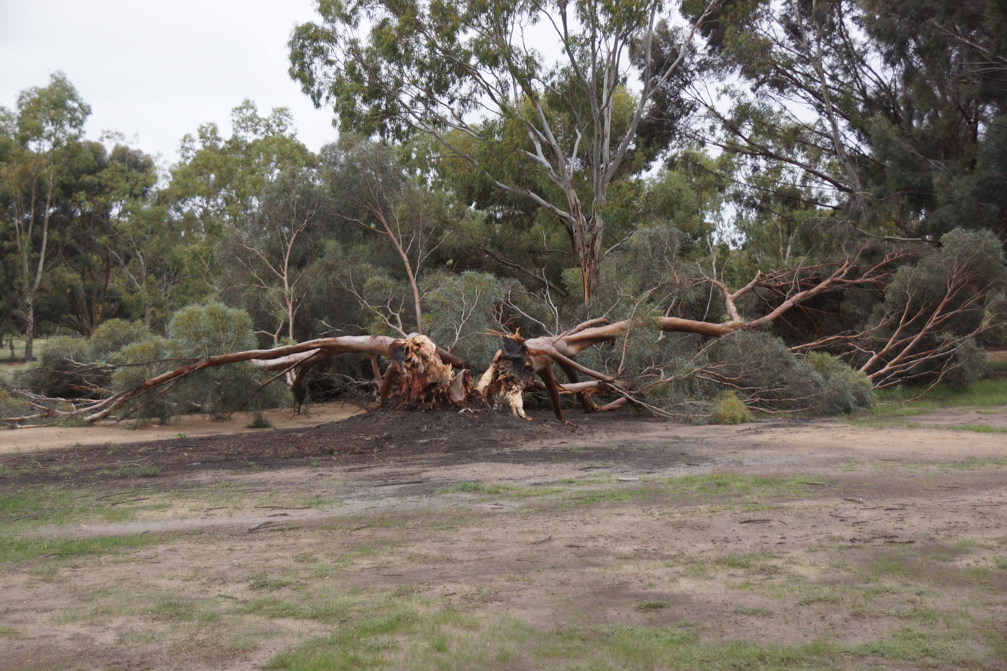 Fore! ... A tree at the second hole on Numurkah Golf and Bowls Club was a casualty of the storm.
