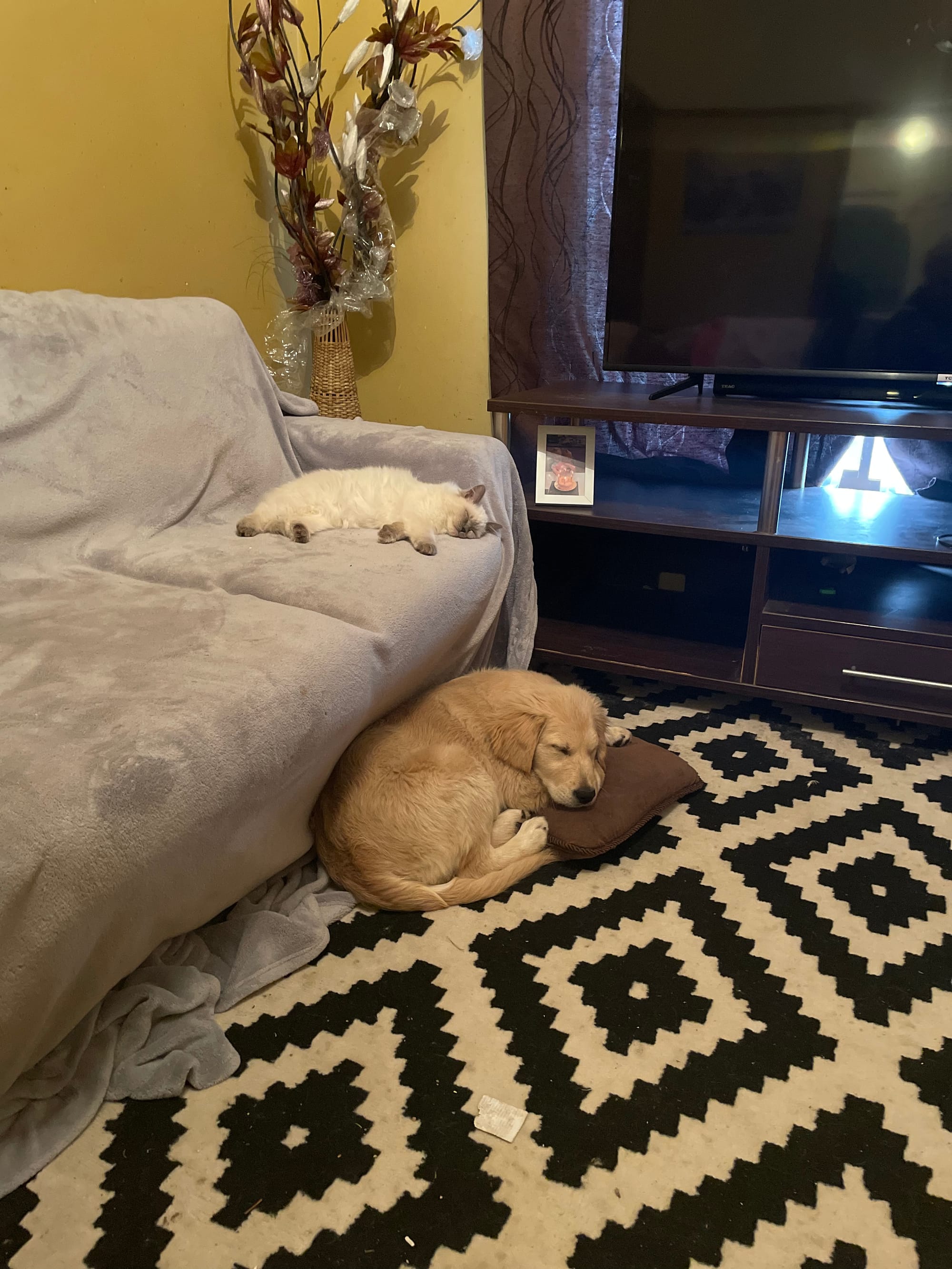 Where she belongs... Panda curled up at home with a feline family member before her disappearance.

