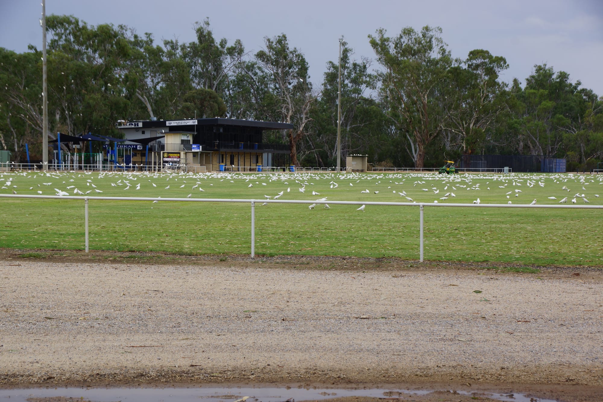 Destruction in numbers ... Corellas have come back to town in huge numbers.