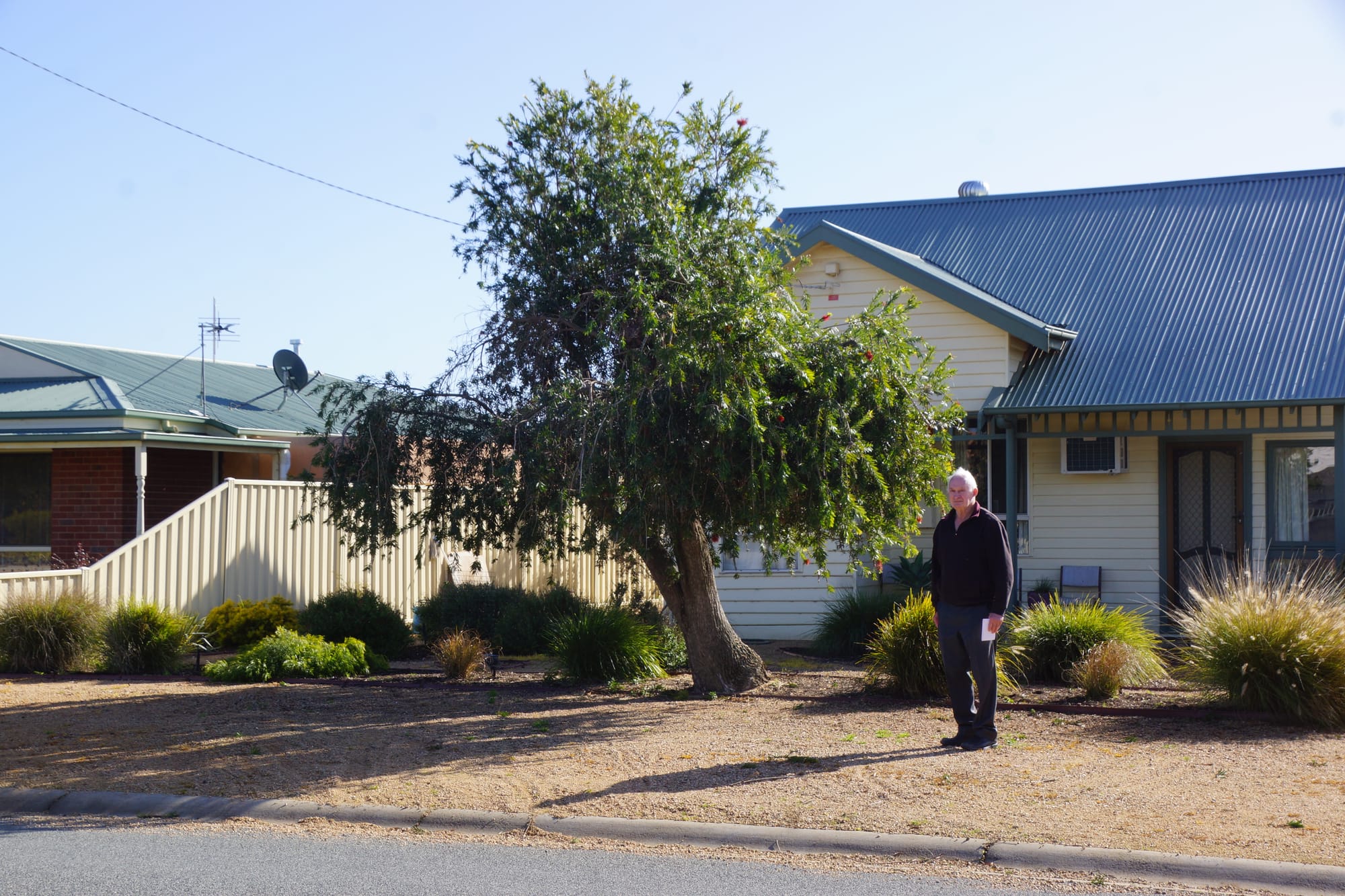 Not happy ... Les Addison is unimpressed with the careless pruning of his bottle-brush tree.