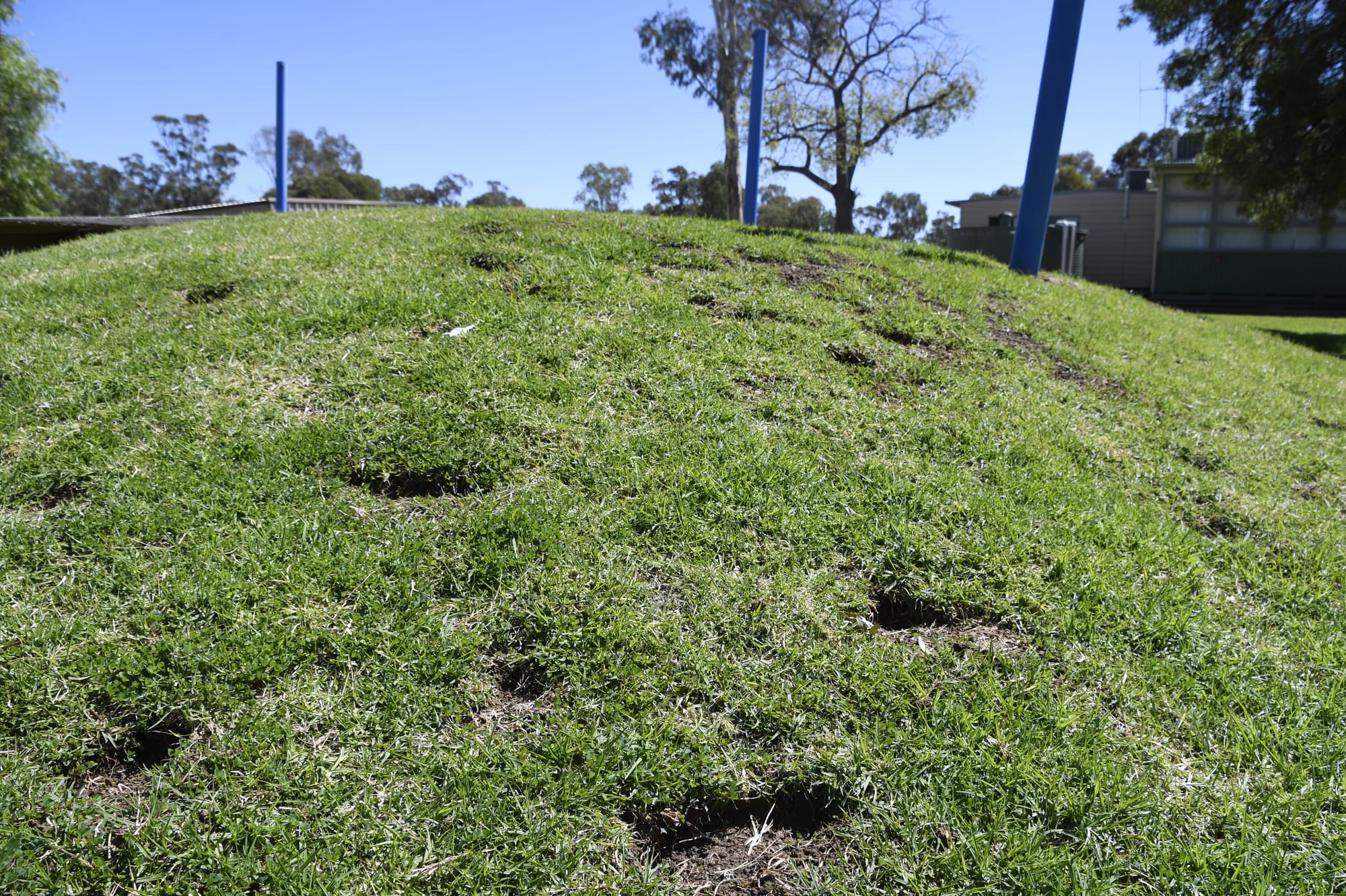No longer a hazard... This little hill was a safety hazard a few months ago, because of the damage that the corellas left. 
