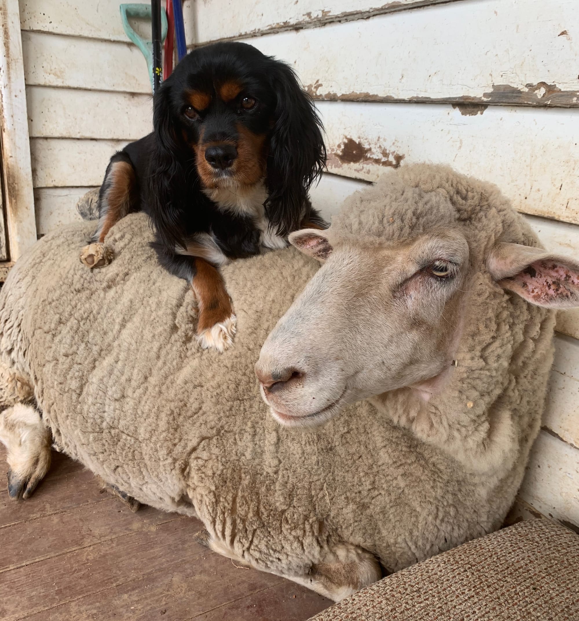 Woollen underlay ... Bubbles has a real soft spot for best friend Bear the cavalier - in more ways than one. 