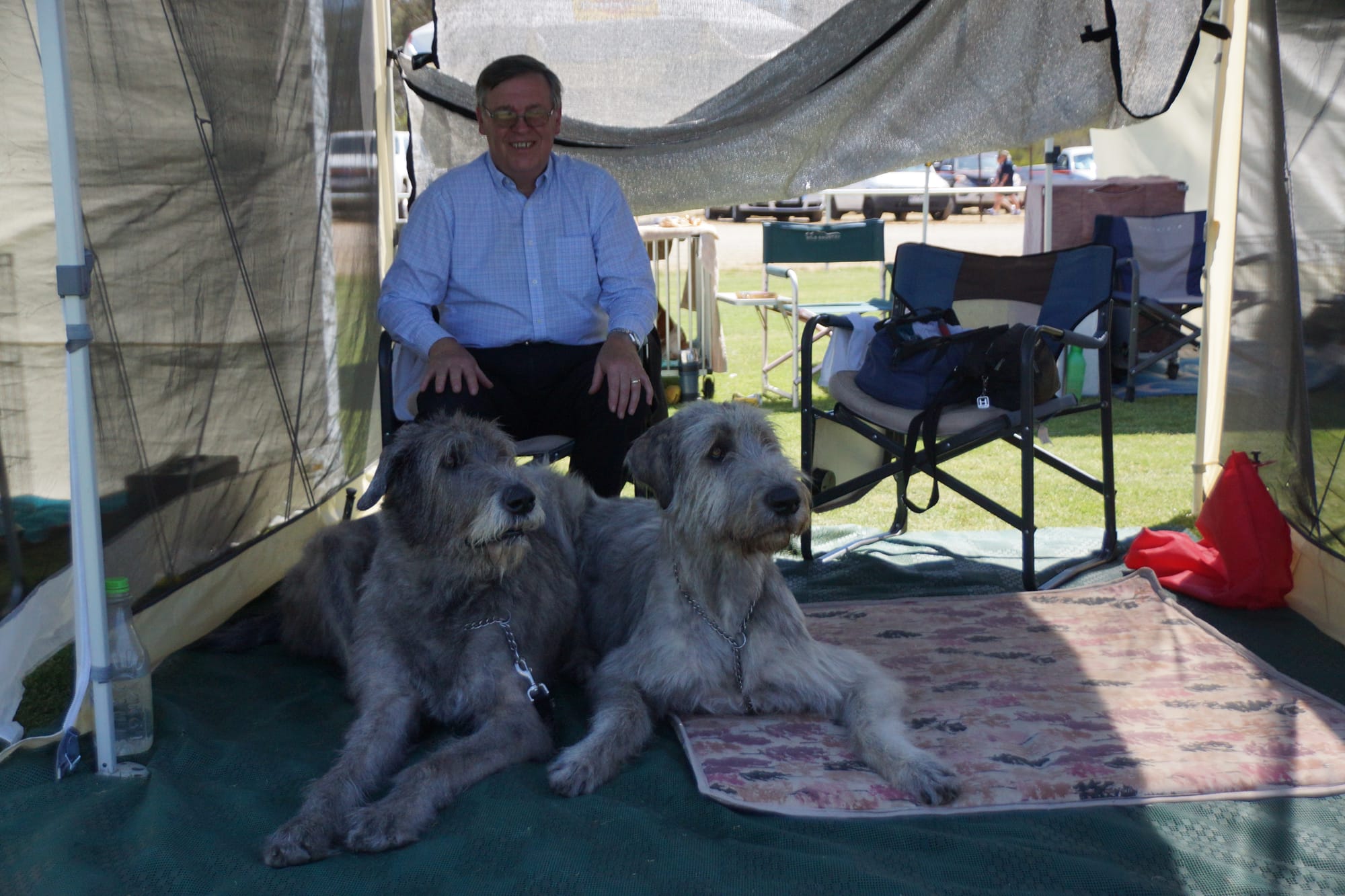 Curiouser and curiouser  ... Peter Wright from Adelaide waits in the shade with his Irish Wolfhounds Bradley and Hogan until it’s their time to shine.