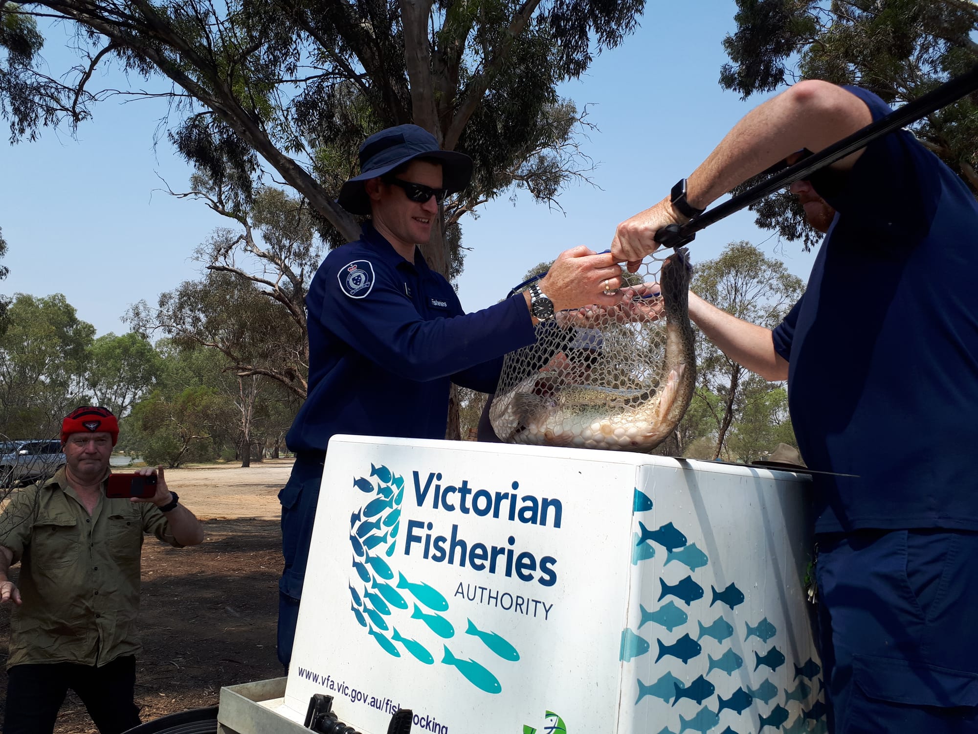 Rescue mission ... VFA officers transfer a stunned fish into a tank to be taken to its new home in the Broken Creek. 