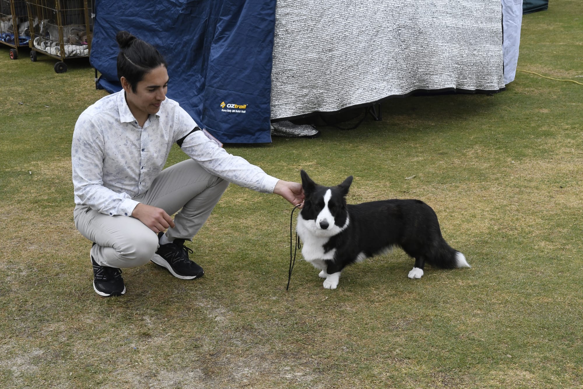 Perfectly preened... Natasha the Cardigan Corgi was hopeful of taking home a prize, as was her owner Chris. 