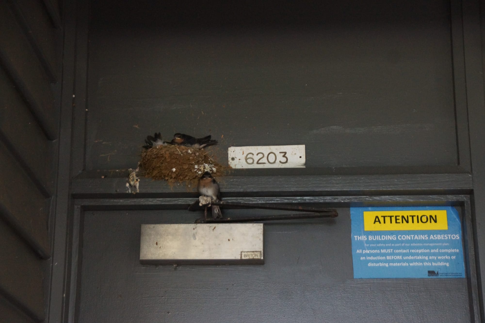 Under protection... The students are doing their best to ensure that the birds maintain as much of the peace and quiet as they enjoyed during the school holidays as possible.
