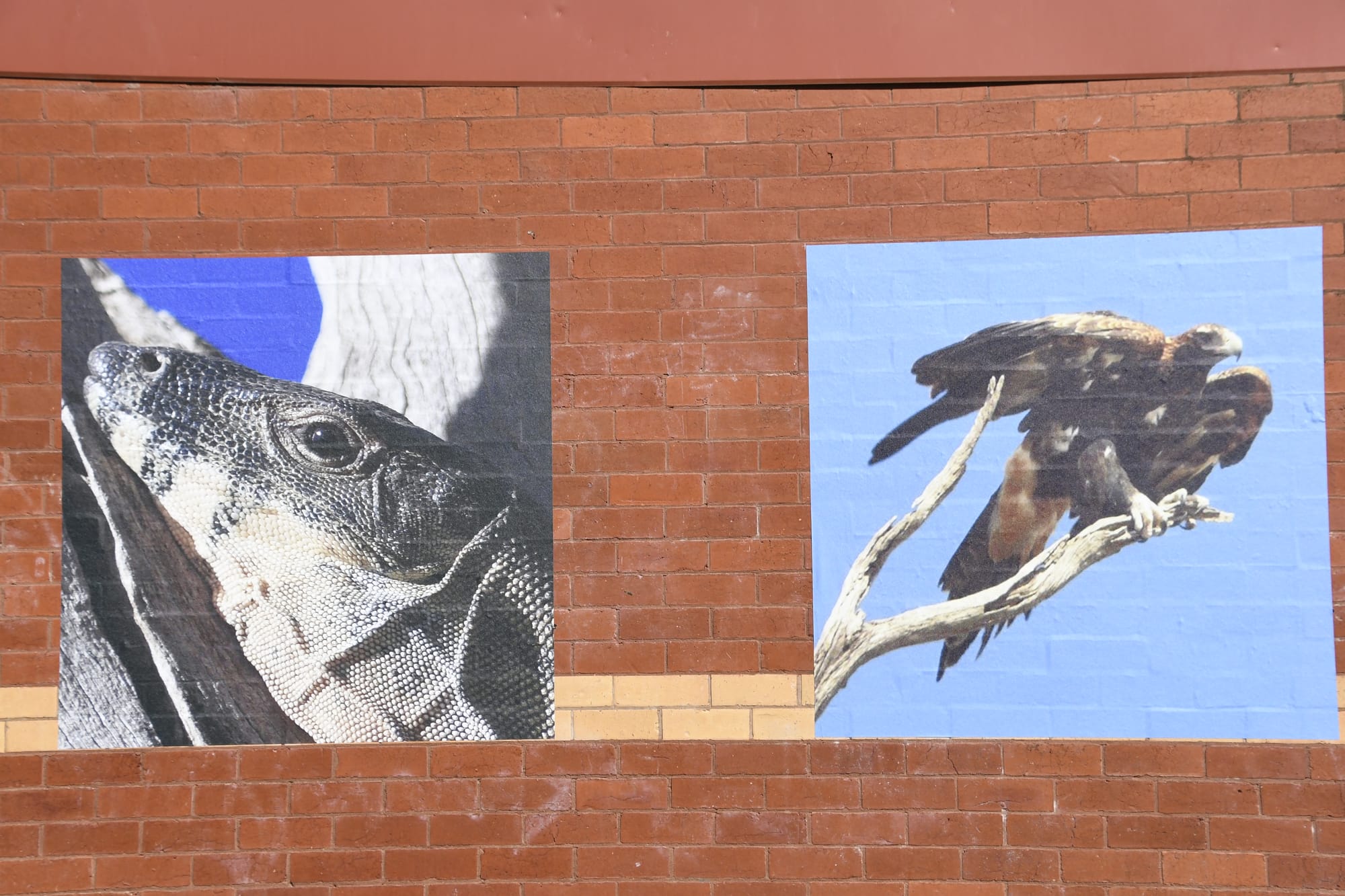 Art in the park... These striking photos by Judy Ormond are now brightening up an otherwise dull wall in Newman Square. 
