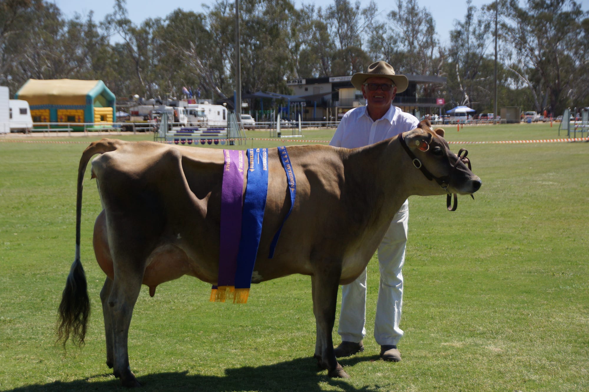 Bovine beauty ... Neville McDonald from Sunshine Farms proudly shows off Cherry 133 who won a slew of awards.