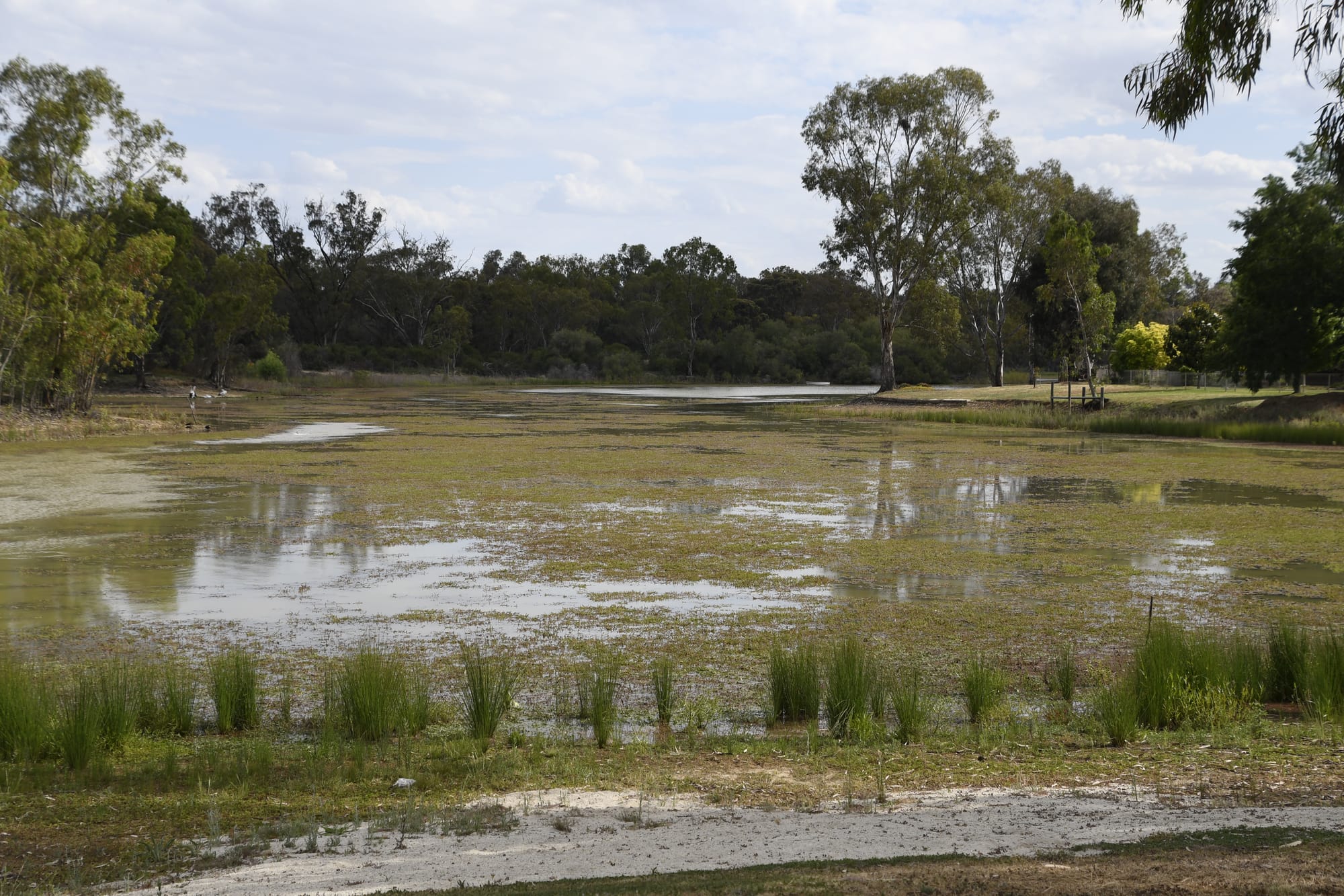Lake Numurkah slightly safer, but still E. coli positive