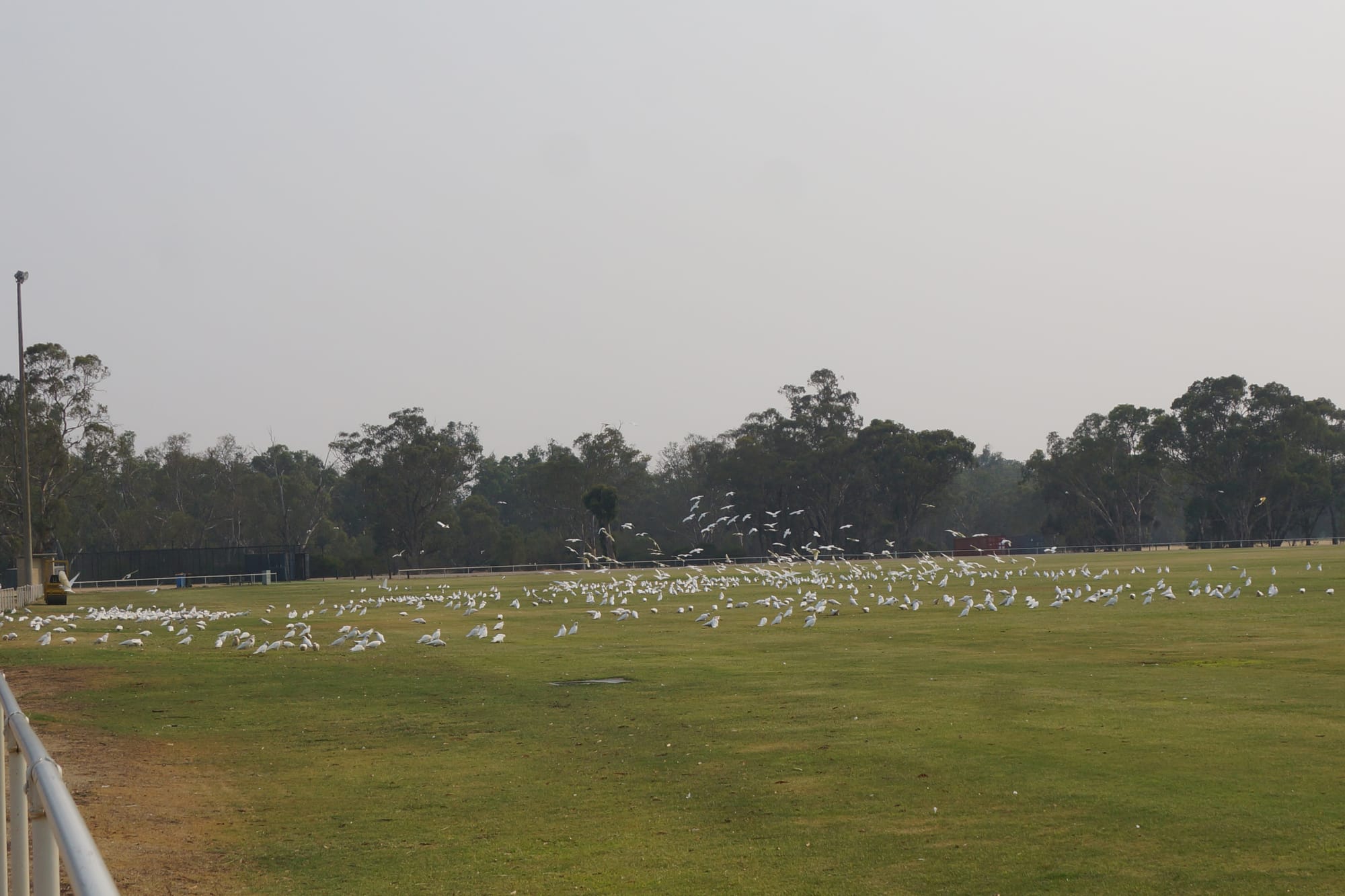 Back in force ... Corellas were making themselves comfortable on the rec reserve on Monday morning.
