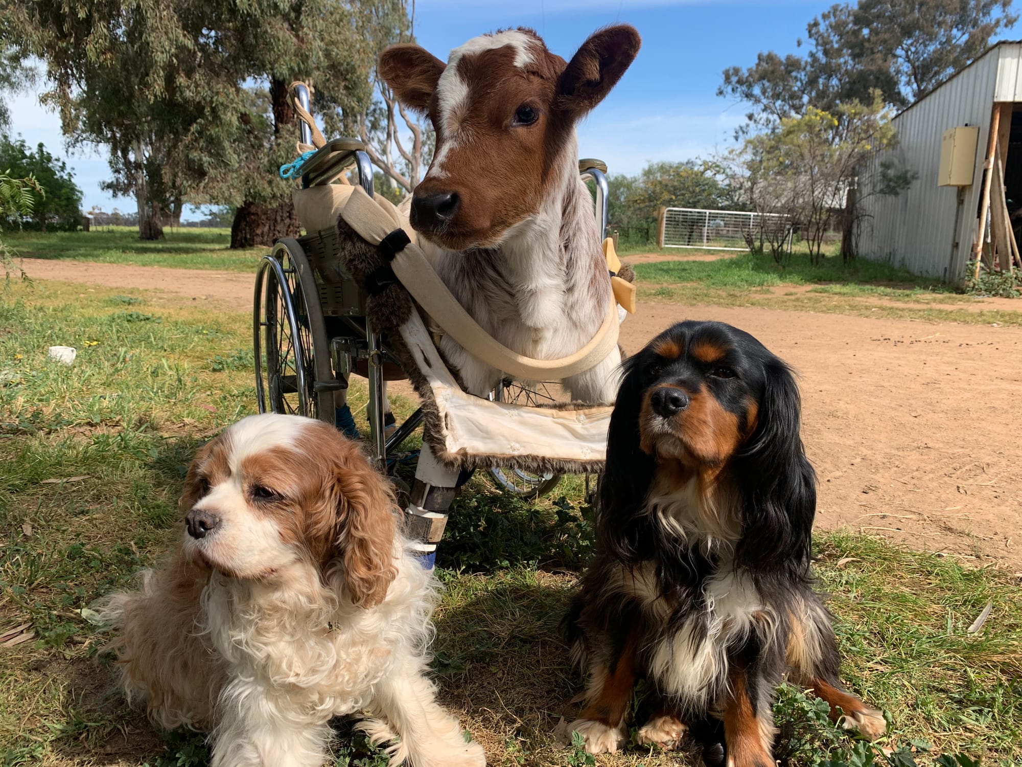 The three amigos ... Buttons and her canine brothers enjoy life together on the farm.
