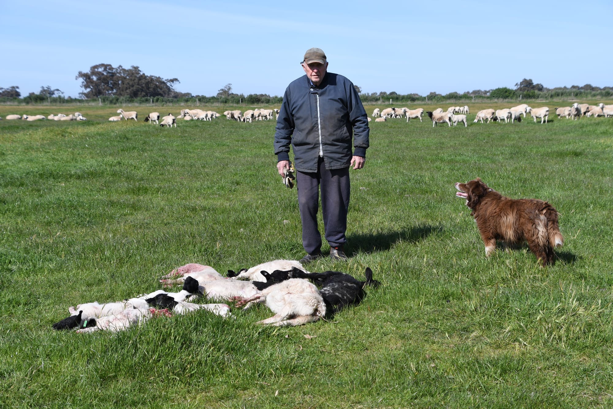 Not happy ... Doug McKeown is angry that unsecured dogs have been able to wipe out up to 40% of his and Jenny’s lambs. 
