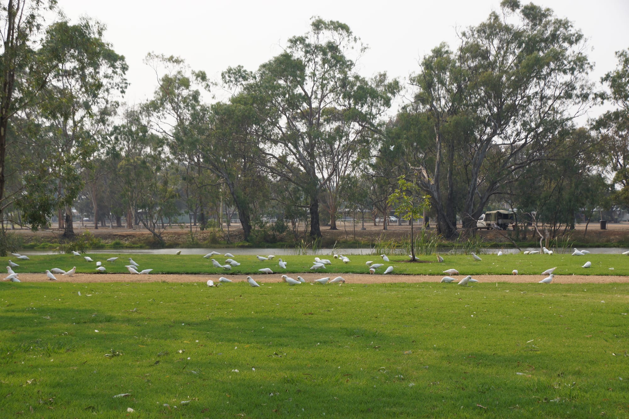 Numurkah Leader photo gallery: January 15 2020
