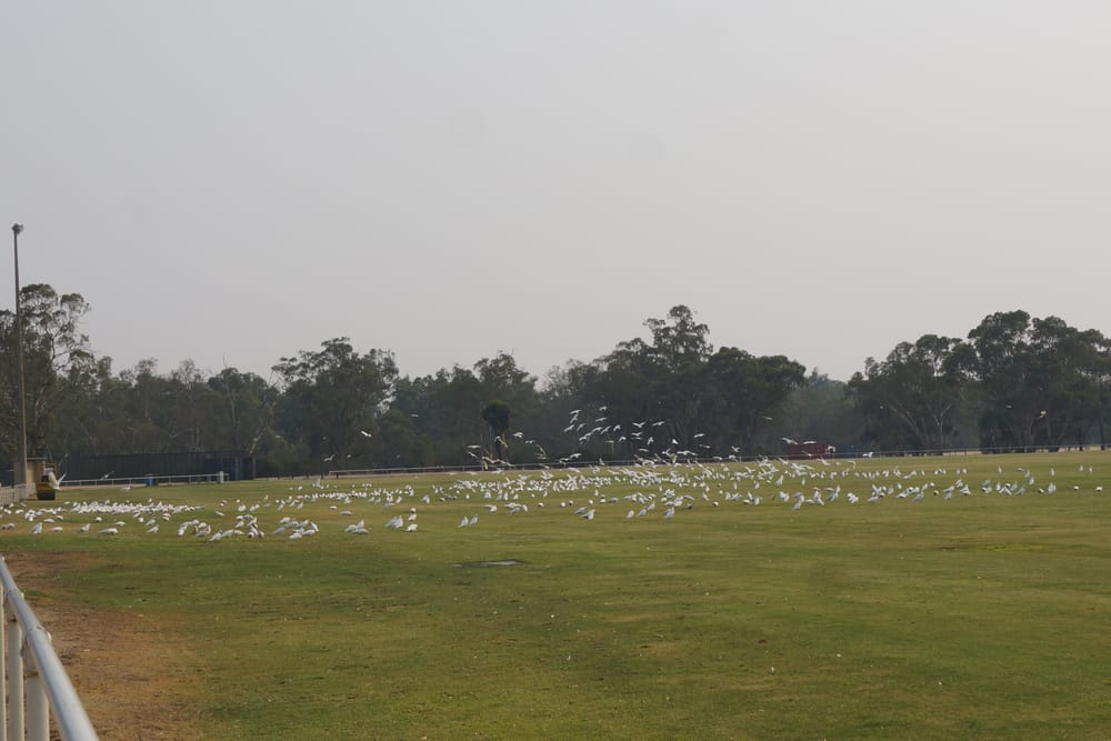 Corella numbers back up and doing damage post image