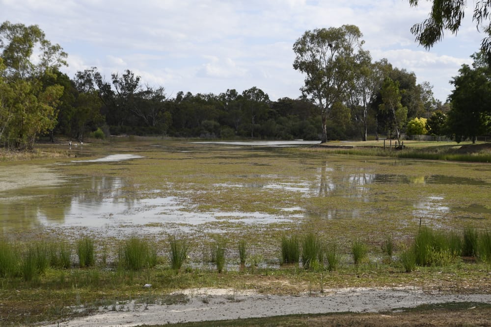 Lake Numurkah slightly safer, but still E. coli positive post image