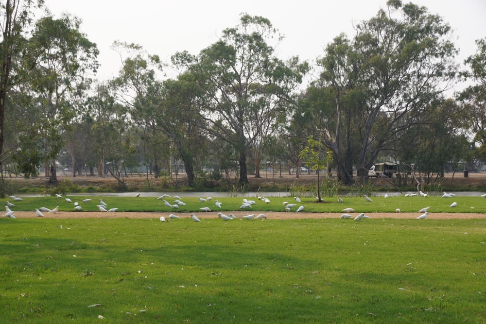 Numurkah Leader photo gallery: January 15 2020 post image