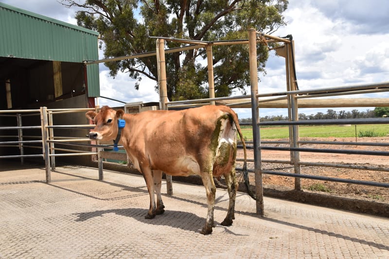 Region’s jersey cows shine in competition post image