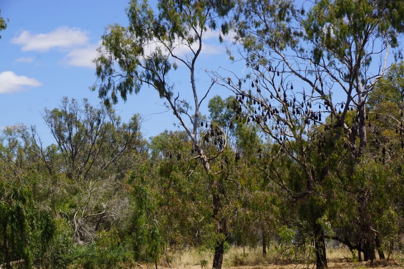 Flying foxes classified as endangered, but Numurkah colony hanging in there post image